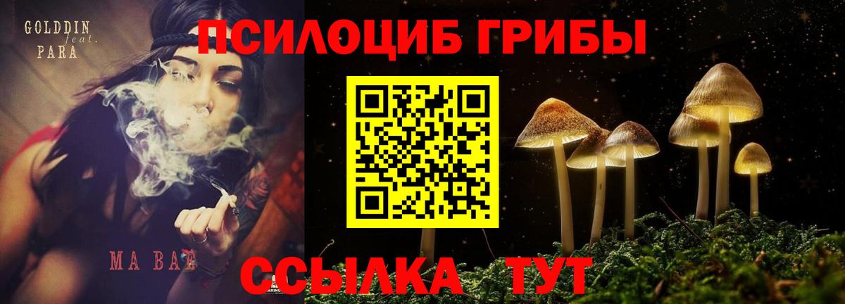 Псилоцибиновые грибы Psilocybe  Дербент 